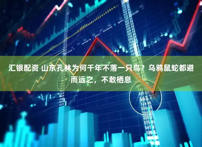 汇银配资 山东孔林为何千年不落一只鸟？乌鸦鼠蛇都避而远之，不敢栖息